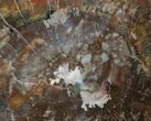Beautiful Inch Araucaria Petrified Wood Slab #3345-1